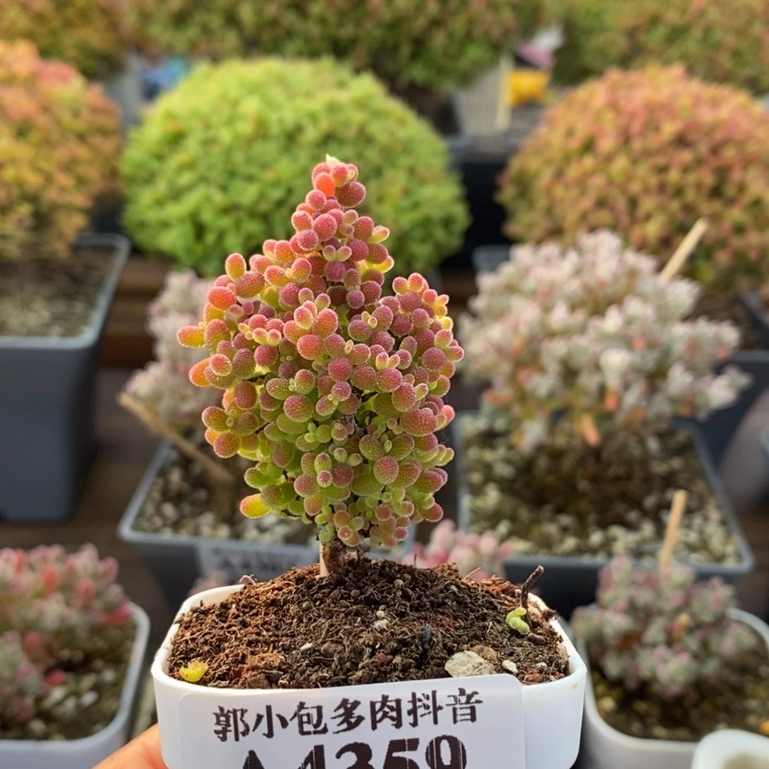 蜜橘糖球4359枝干番杏