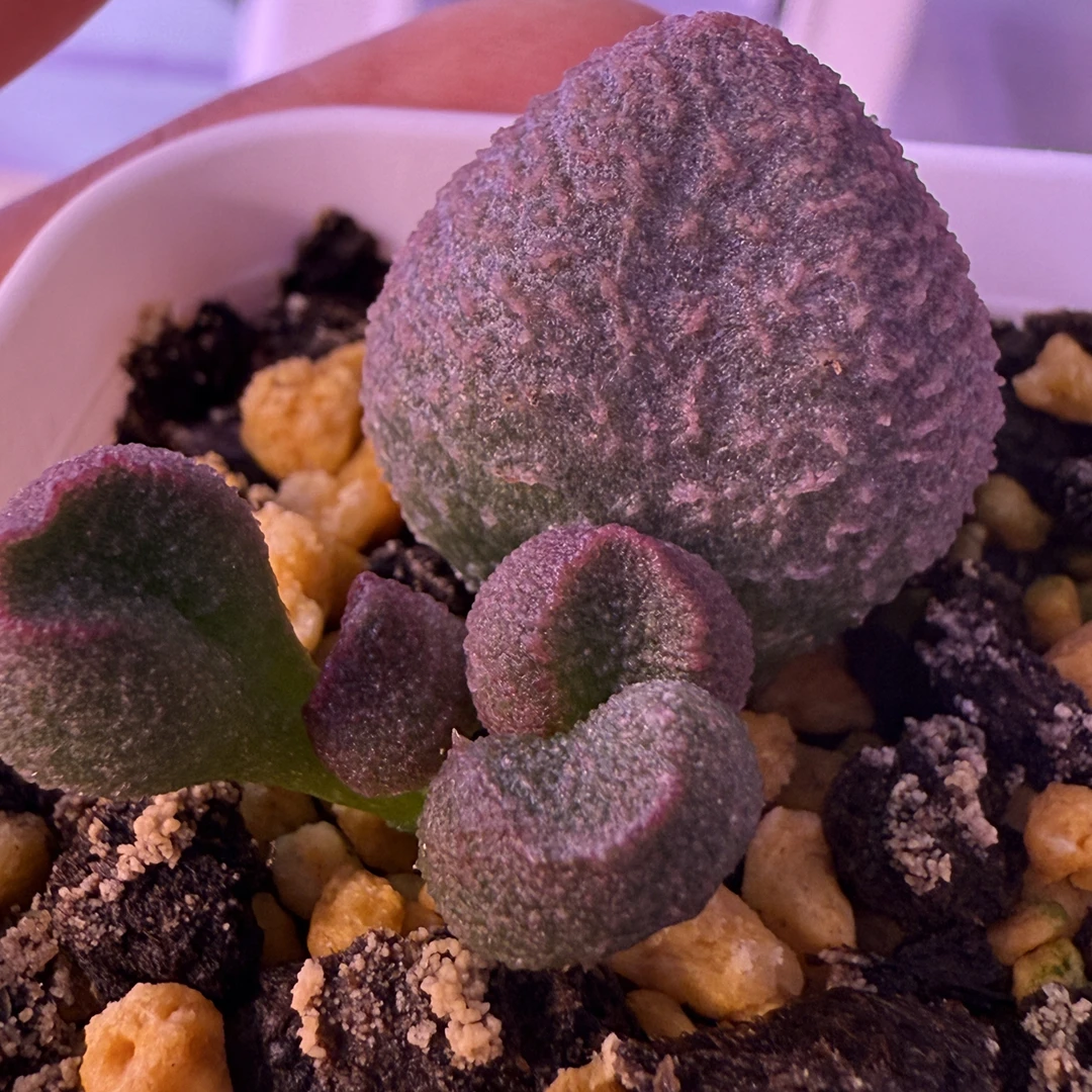 水蜜桃水泡，带盆发货满88包顺丰