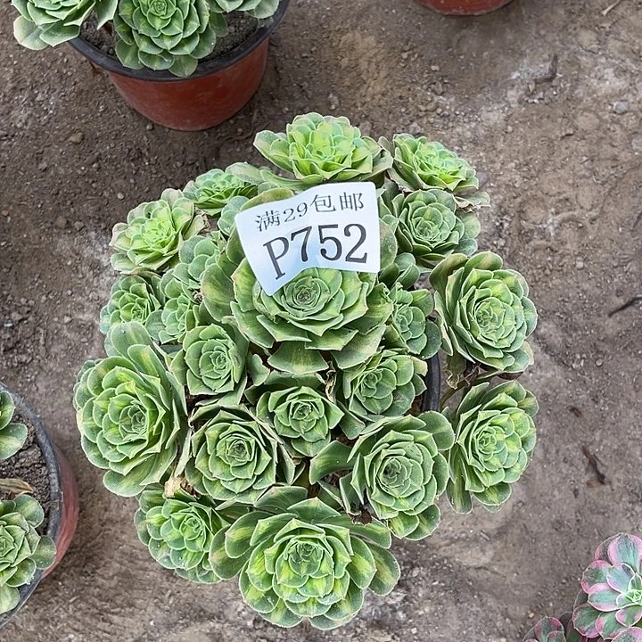 752翡翠琉璃多肉植物