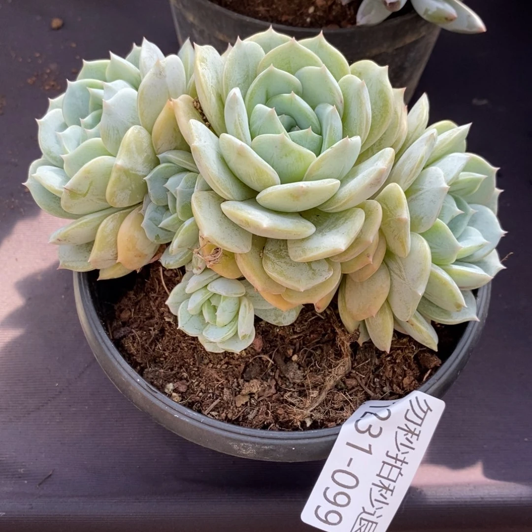 两单包邮1231-99劳林