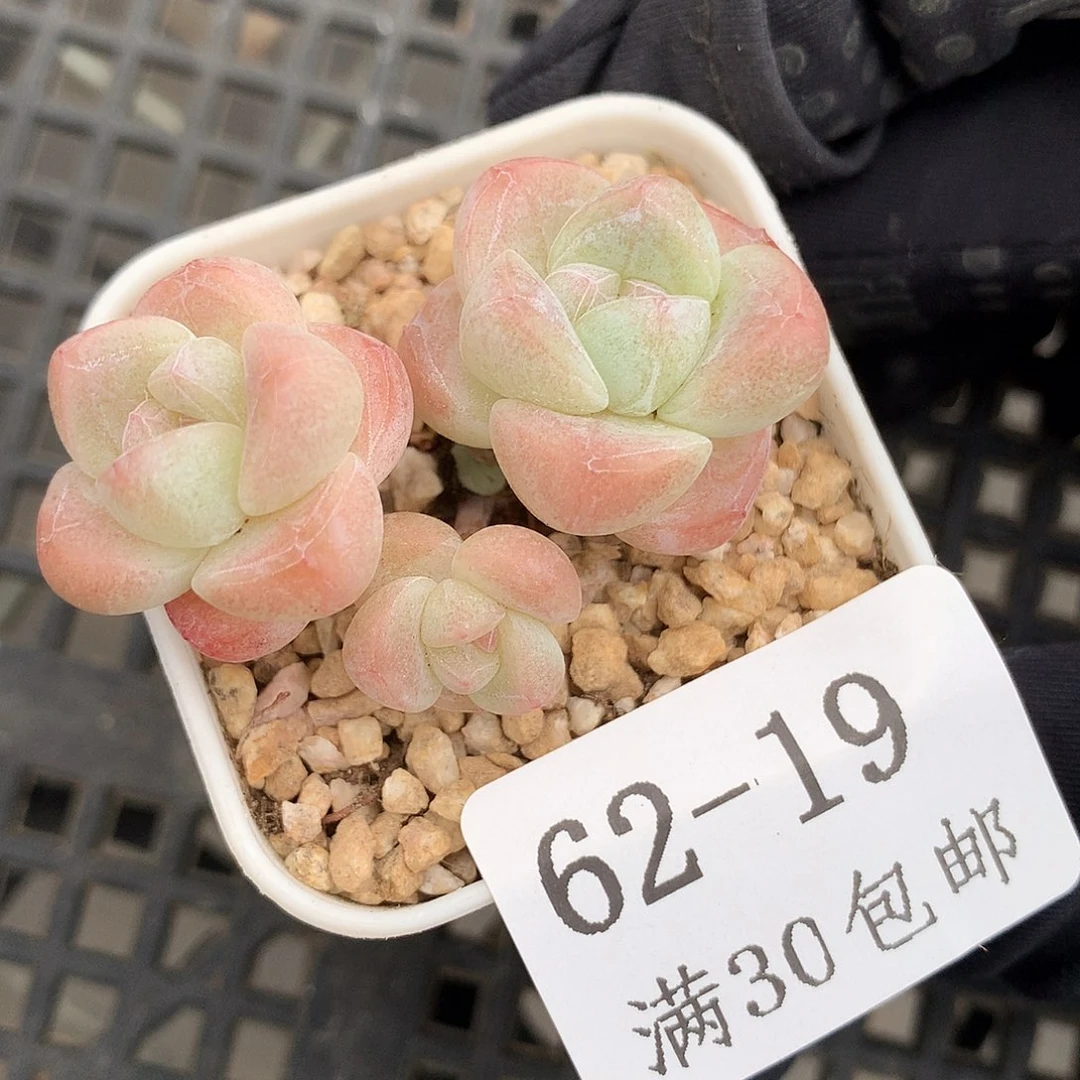 19。小脸三头冰玉。4cm