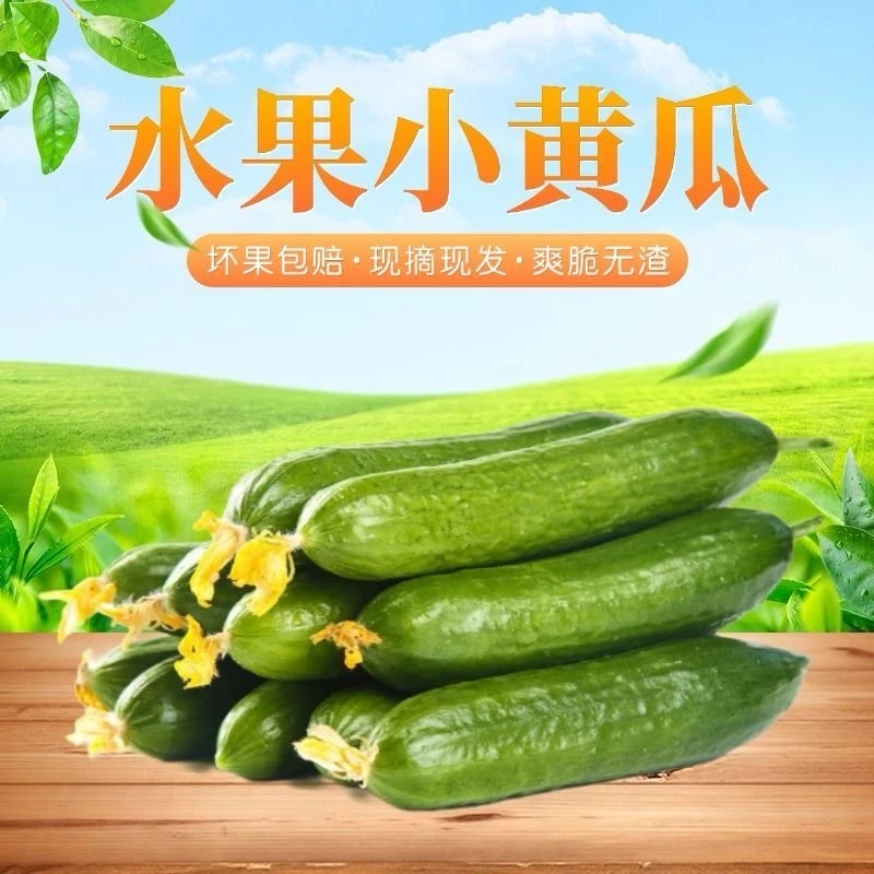 山东当季无刺新鲜小黄瓜水果黄瓜生吃清脆鲜嫩爽口现摘现发【精品】