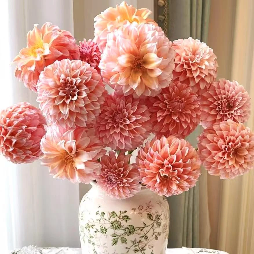 奶油桃子大丽花 1颗 种球爆花好养花期长室内 云南鲜花绿植