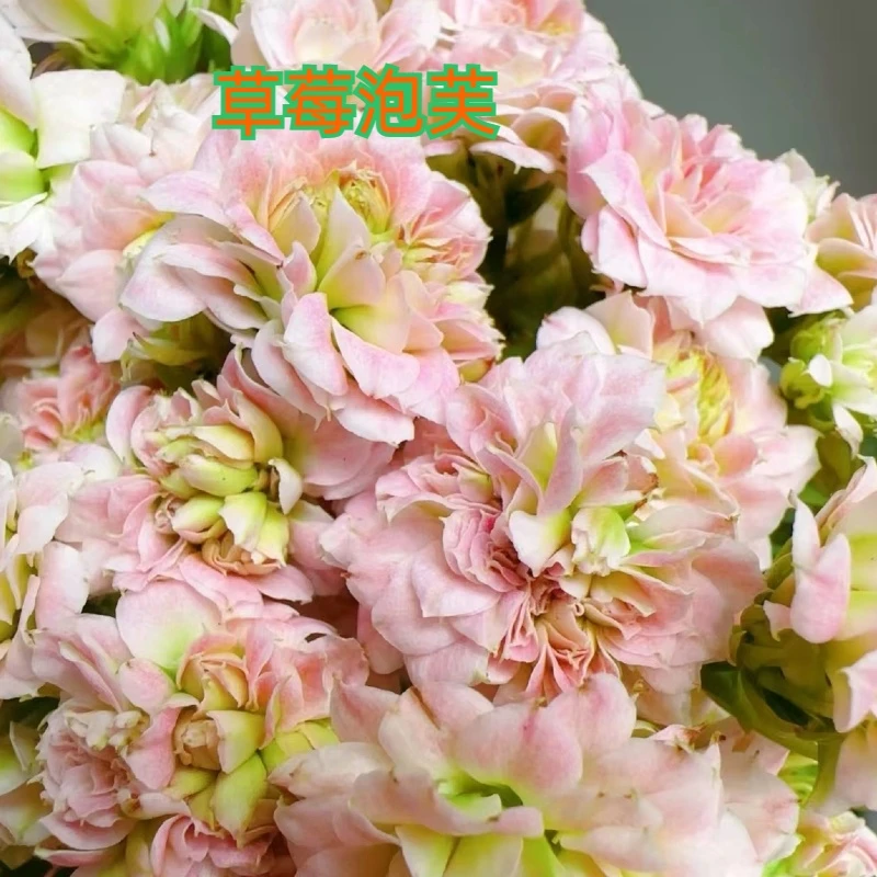 草莓泡芙  重瓣带花苞长寿花