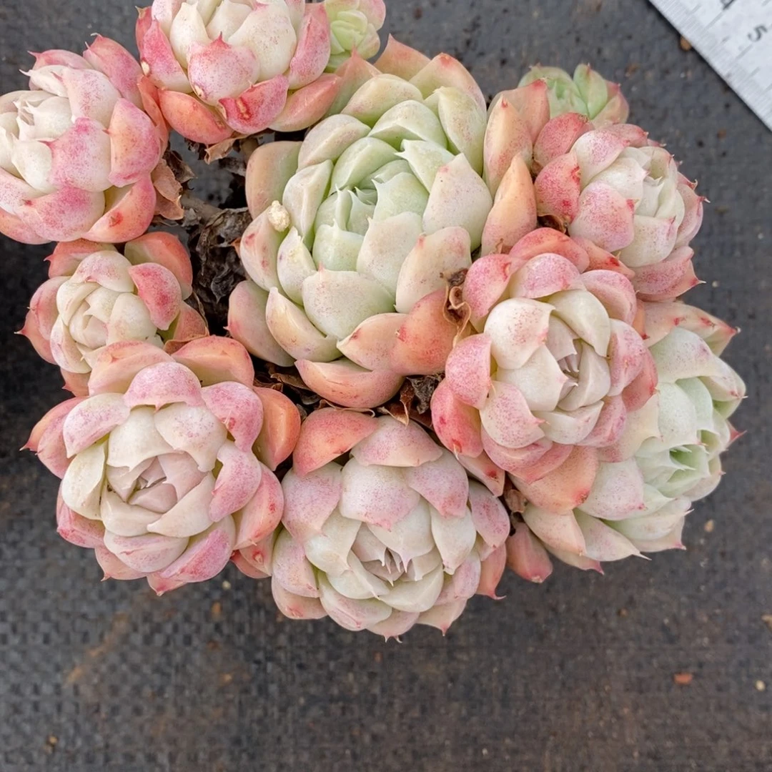 7266杂交多肉老桩有叶伤瑕疵不售后