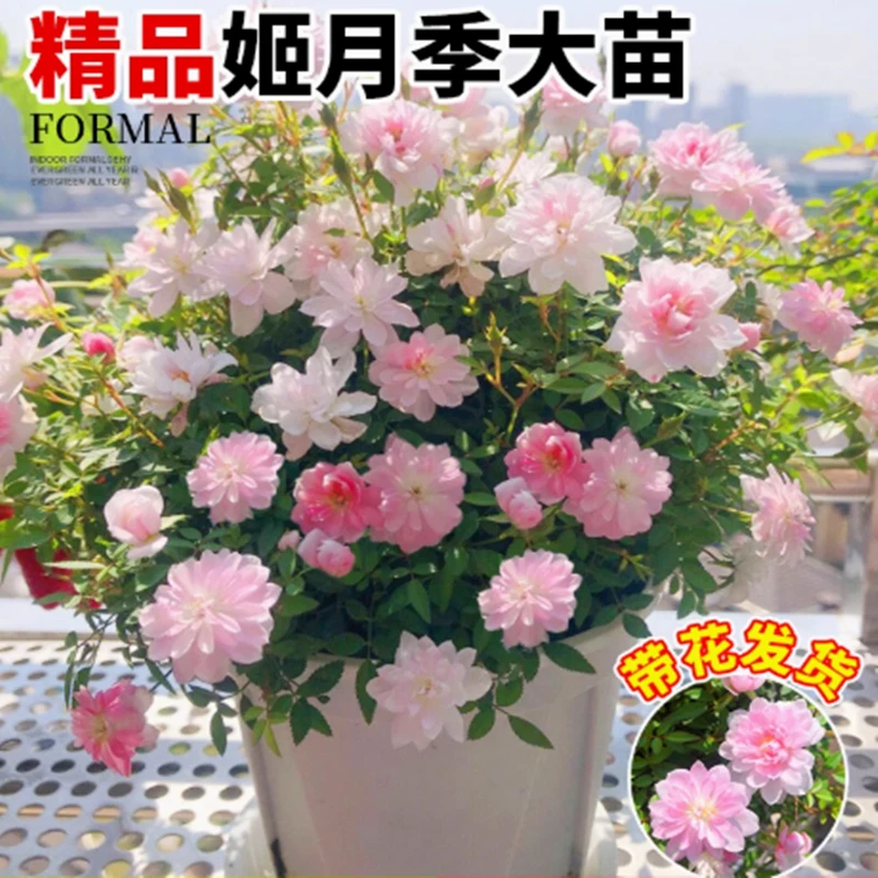 姬月季四季开花姬乙女迷你超微桃姬须惠那造型蔷薇盆栽桌面小绿植