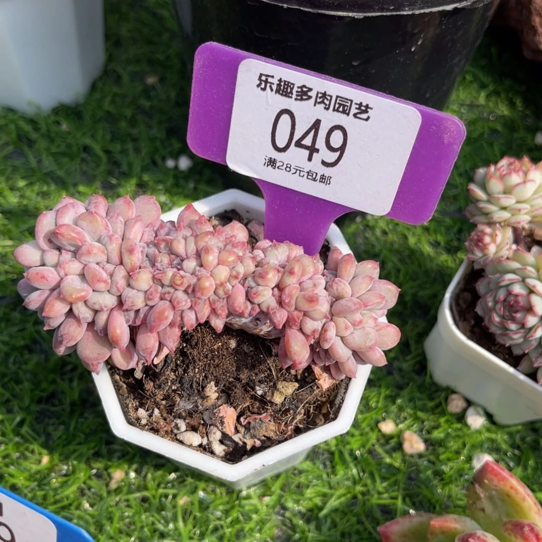 玛瑙缀化多肉植物