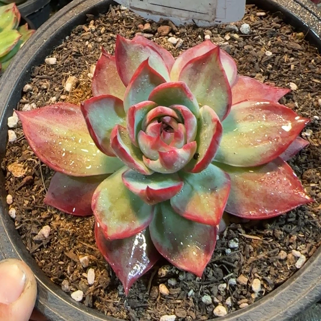 惊鸿一物一拍包装收缩花旱983