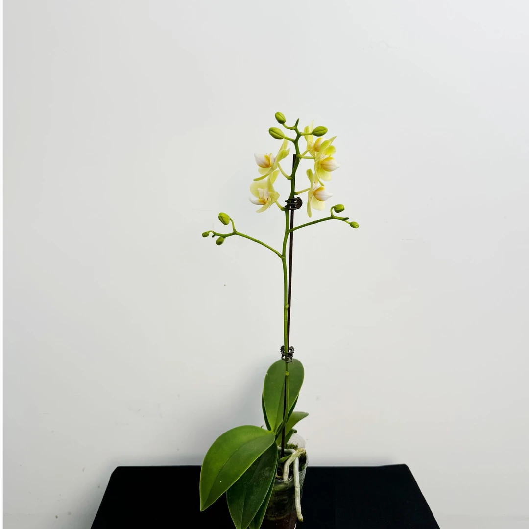 新格林蝴蝶兰  【里窝那】四季开花/室内花卉