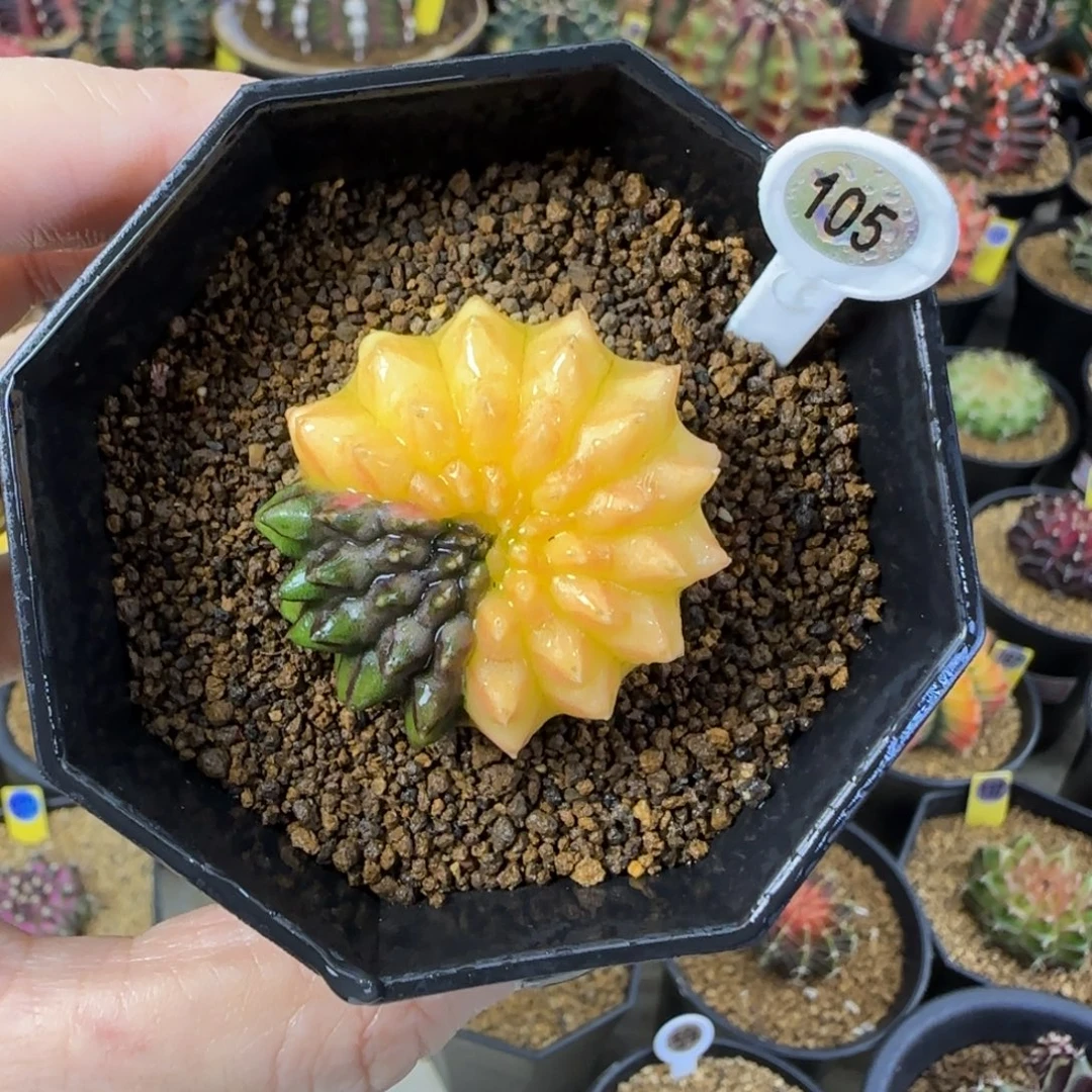 貘锦105号福利价哦