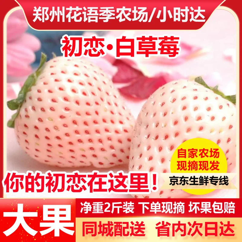 仟仟茵果初恋白草莓1000g两斤大果箱装/河南郑州花语季草莓农场现摘现发坏果包赔顺丰京东省内次日达