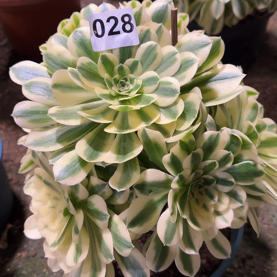 多肉植物迈巴赫028