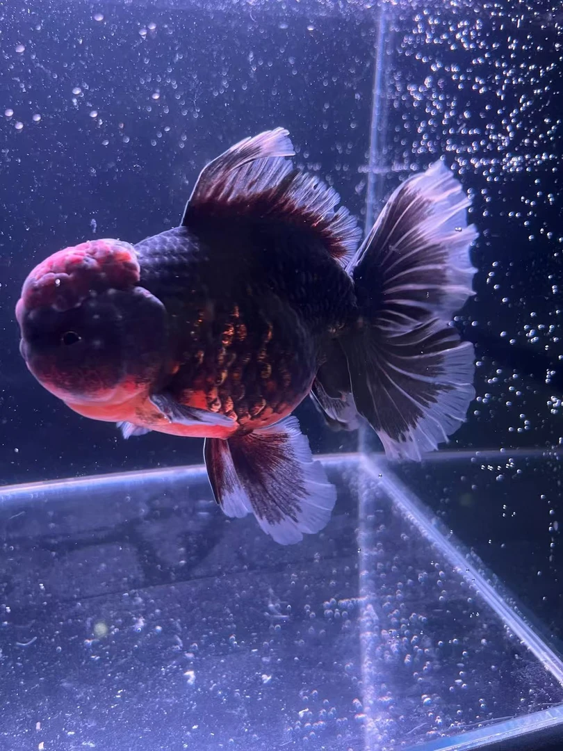冷水观赏鱼 家养宠物鱼 泰狮 国狮 宝金 鎏金 樱花