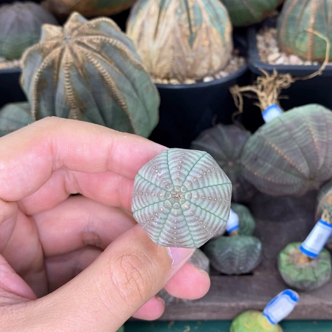 欧系实生布纹球多肉植物