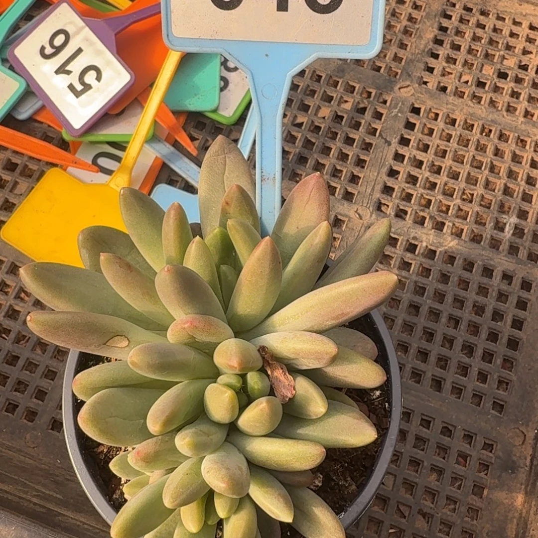 多肉植物橙色奇迹046