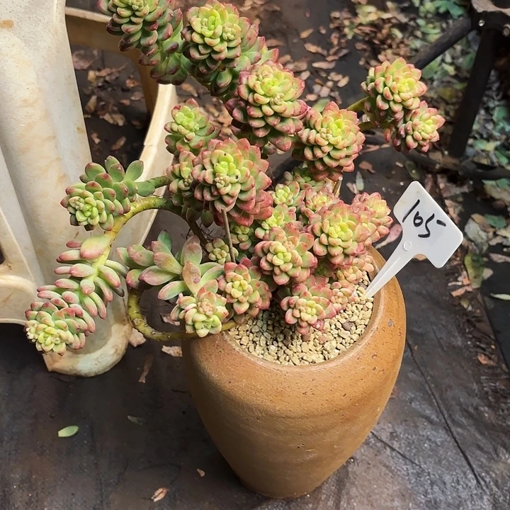 多肉植物，香格里拉105号