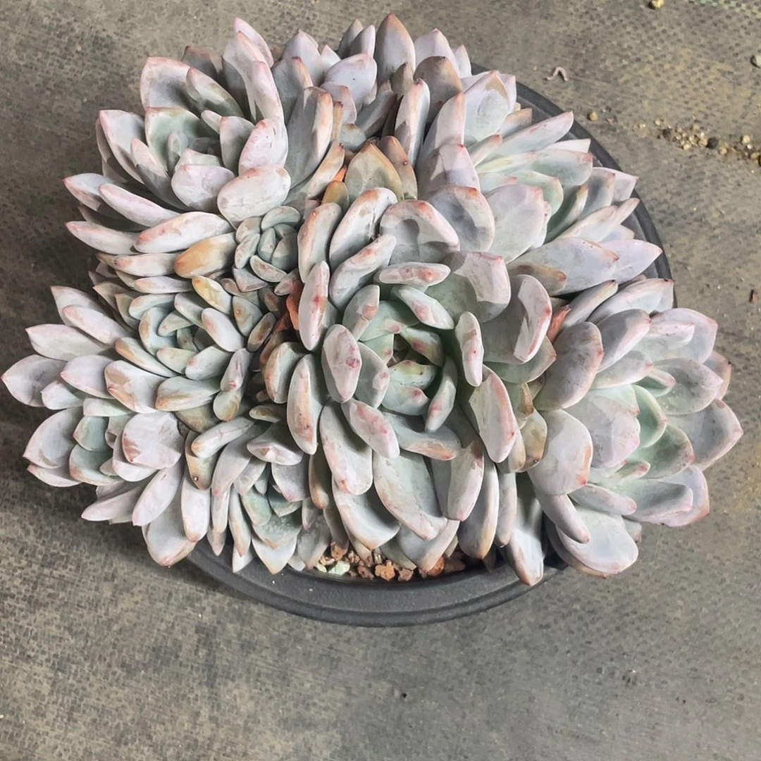 11头石榴子星影群生