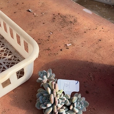 101石榴一脱土多肉