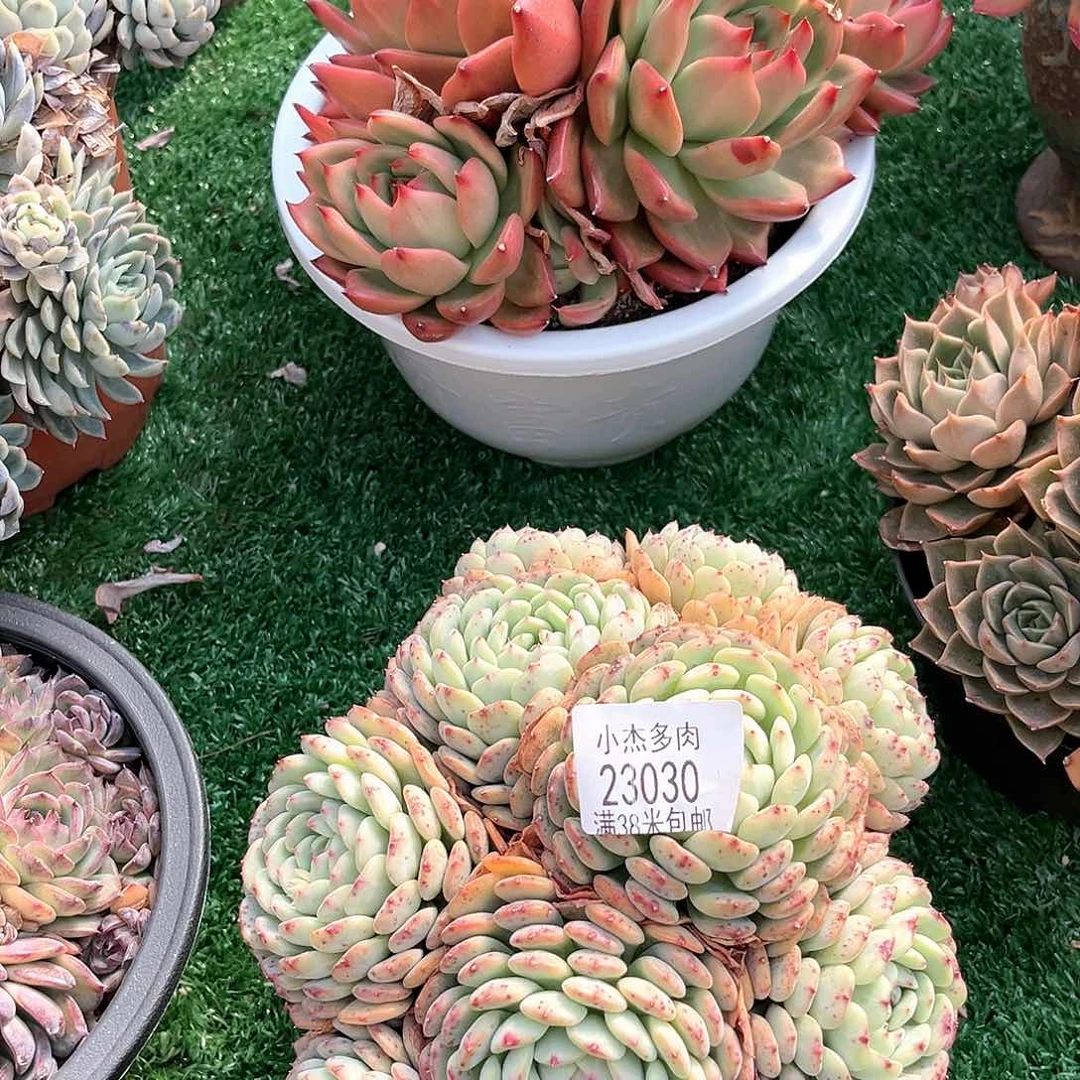 白胖子大群23030