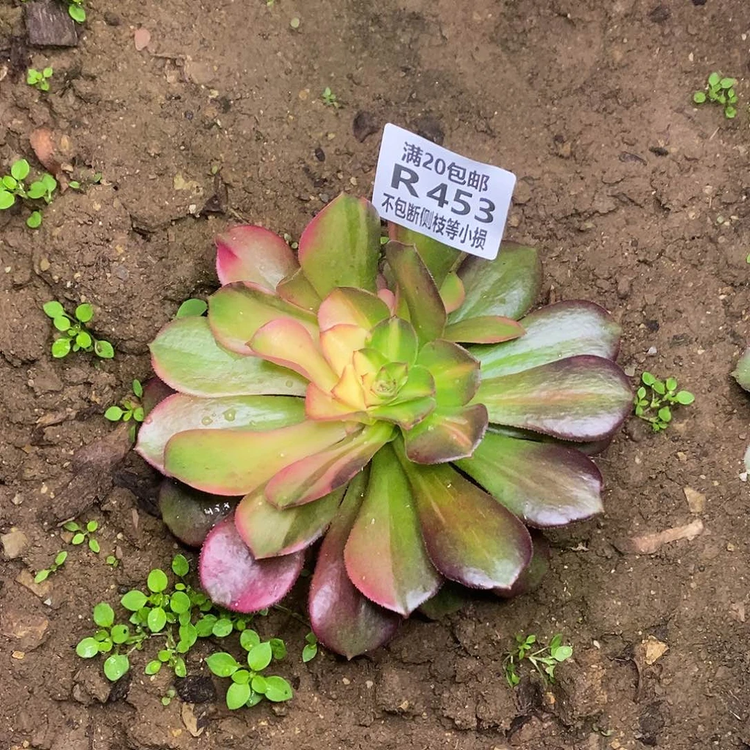 453韶羞七彩多肉法师锦