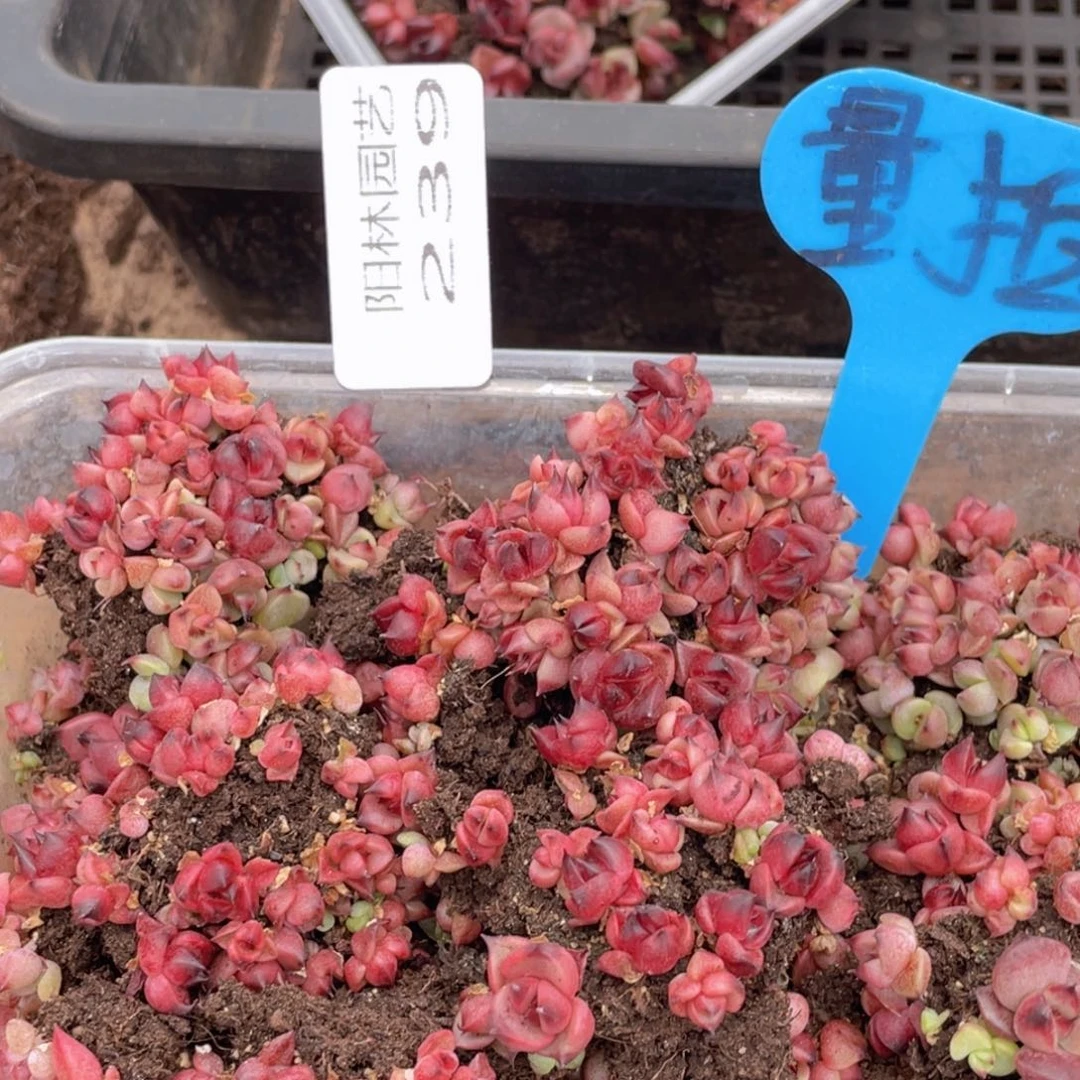 量拍多肉植物多肉植物239