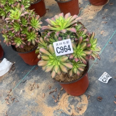 964韶华不包断枝