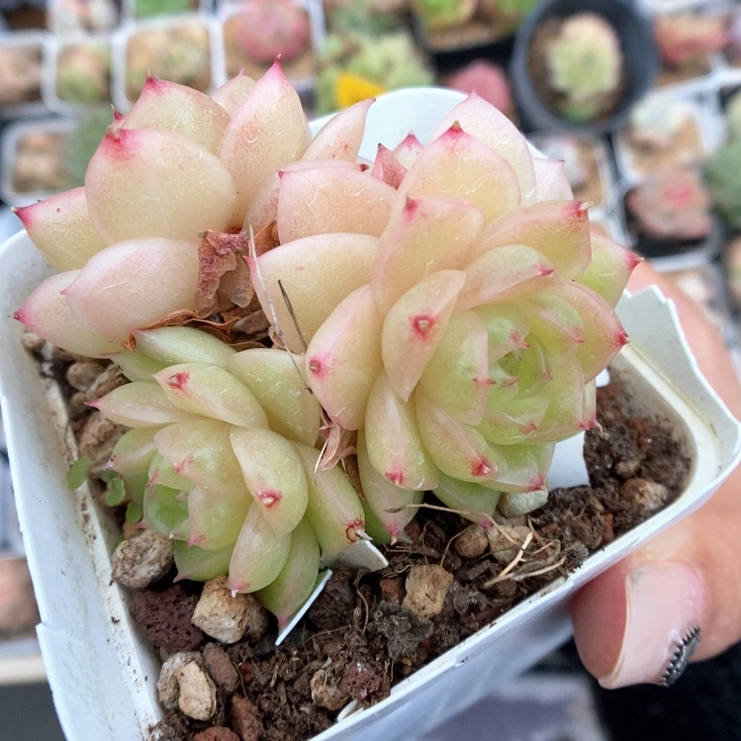 青柠麦秆群生246号。