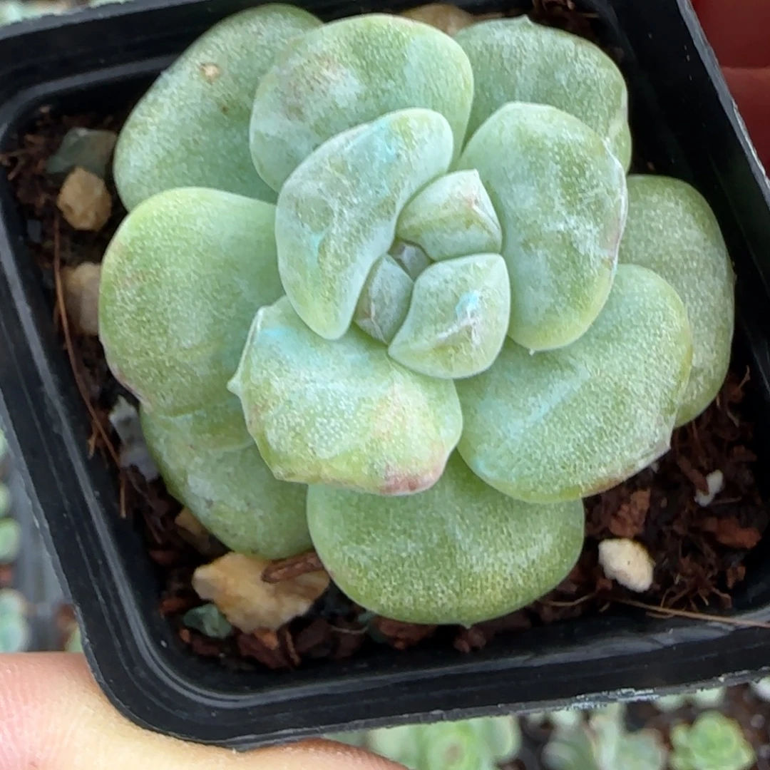 小卡拉米糖心一物一拍