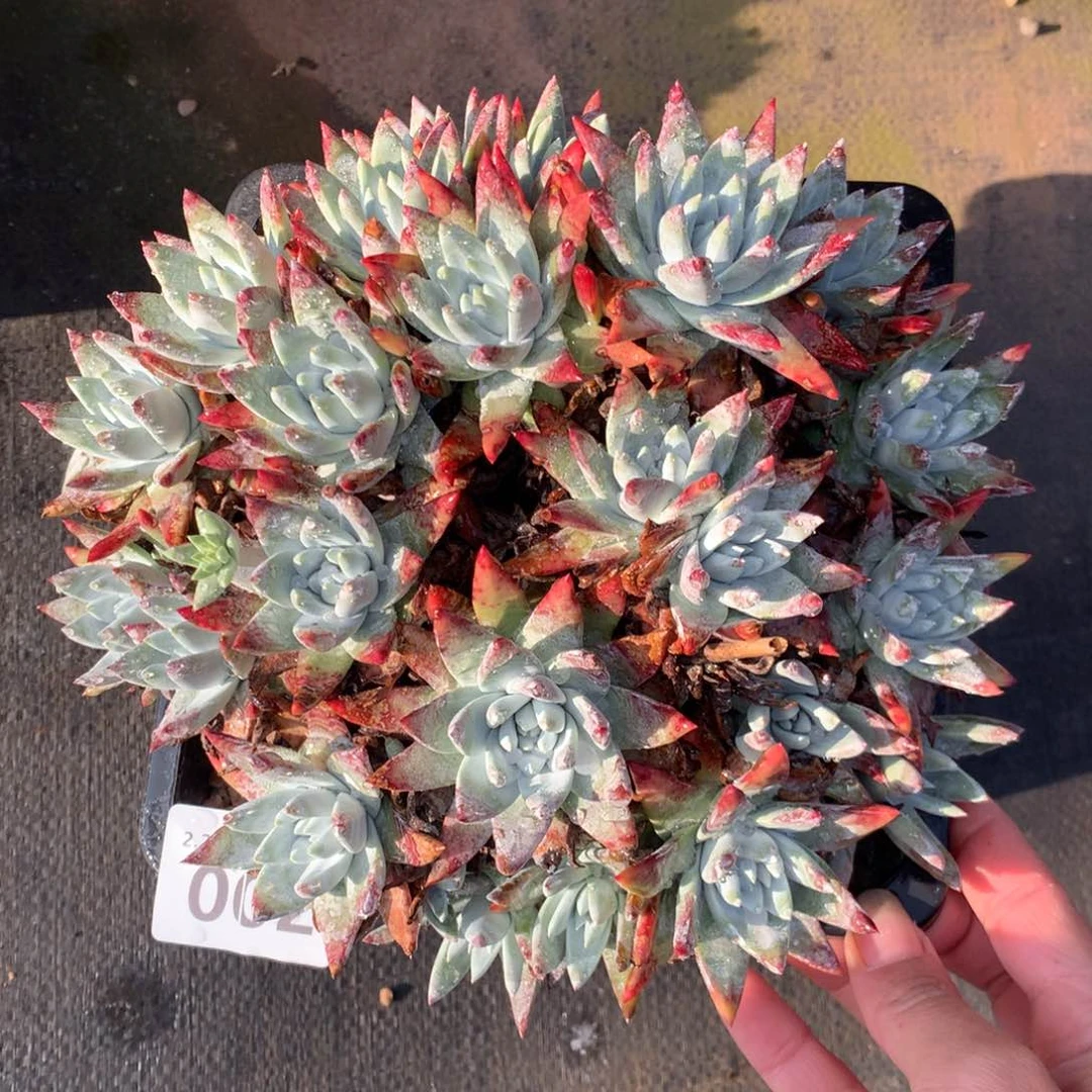白雪002多肉植物