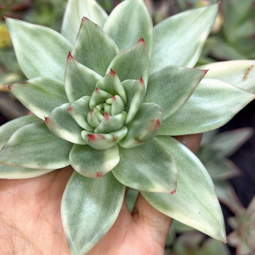 东云西瓜锦，多肉植物