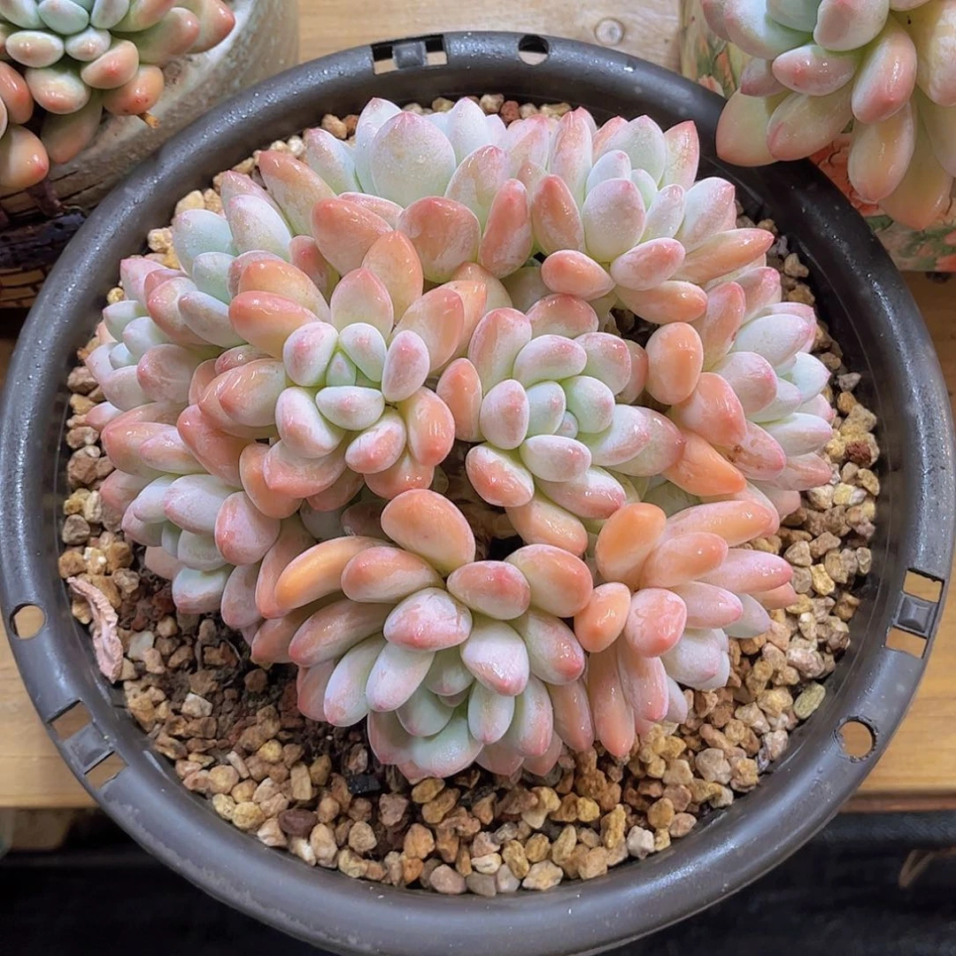 食***光韩版香水精品多肉