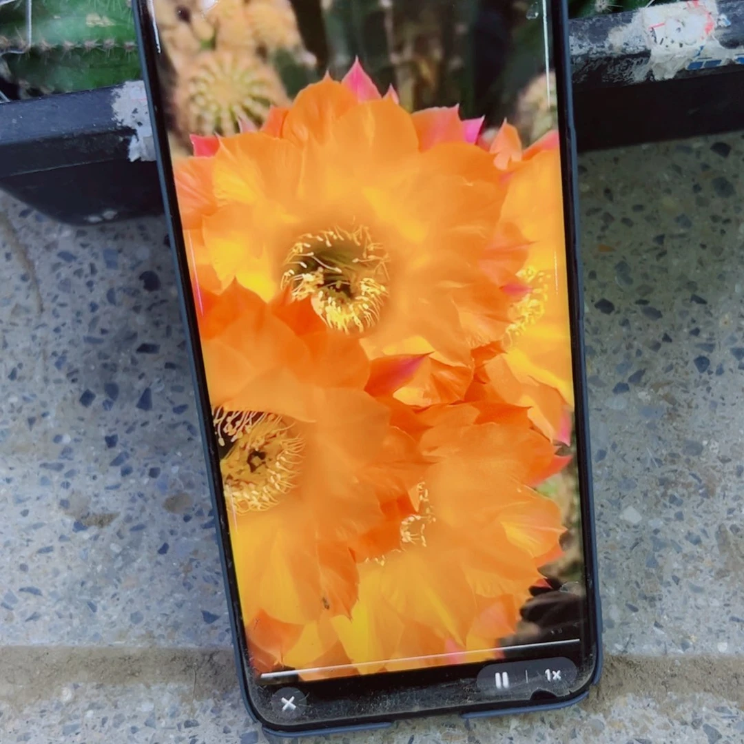 下40彩草激流歪无根侧芽4公分左右20包邮