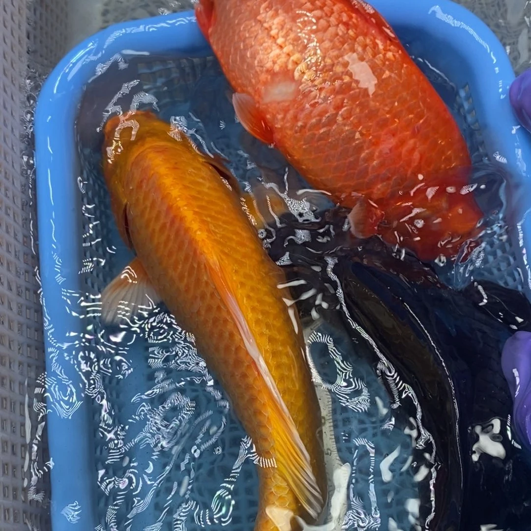 锦鲤冷水锦鲤包邮