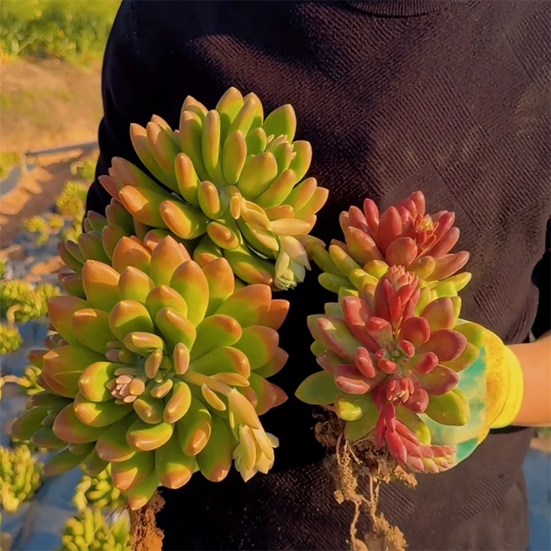 零花钱多肉   地栽金蝉   基地    多肉植物老桩