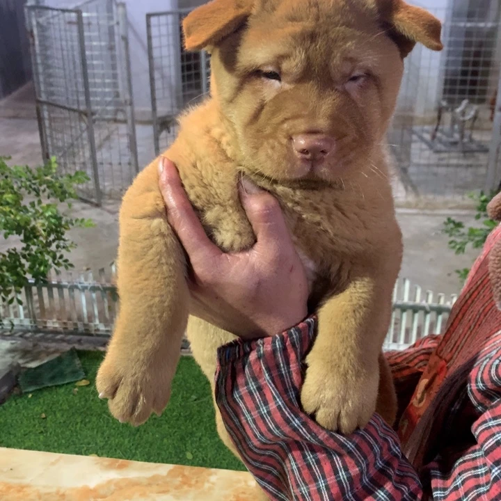 月***儿可爱中华田园五红犬