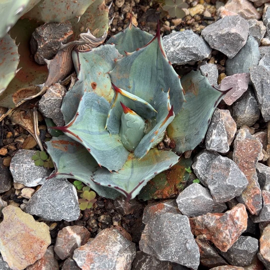多肉植物龙舌兰道