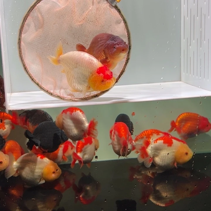 金鱼金鱼111111111