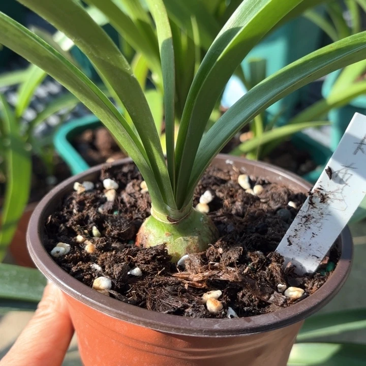 无花朵卡布奇诺3.2厘米