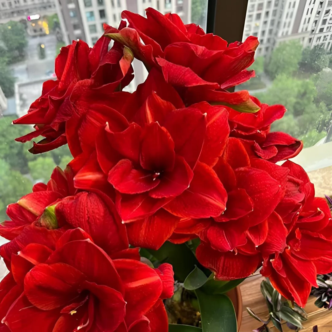 经典大花【樱桃妮芙】重瓣朱顶红基地自然裸球简单栽种易养护花卉