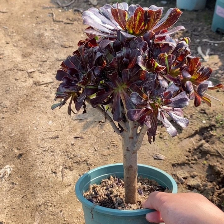 水墨丹青多肉植物96