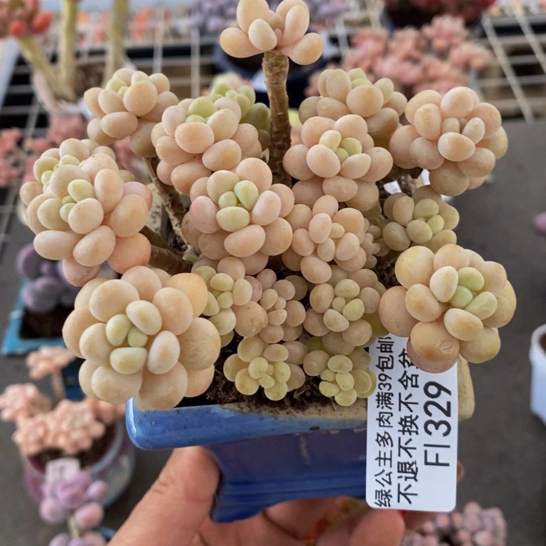 鱼子酱329/9vm多肉