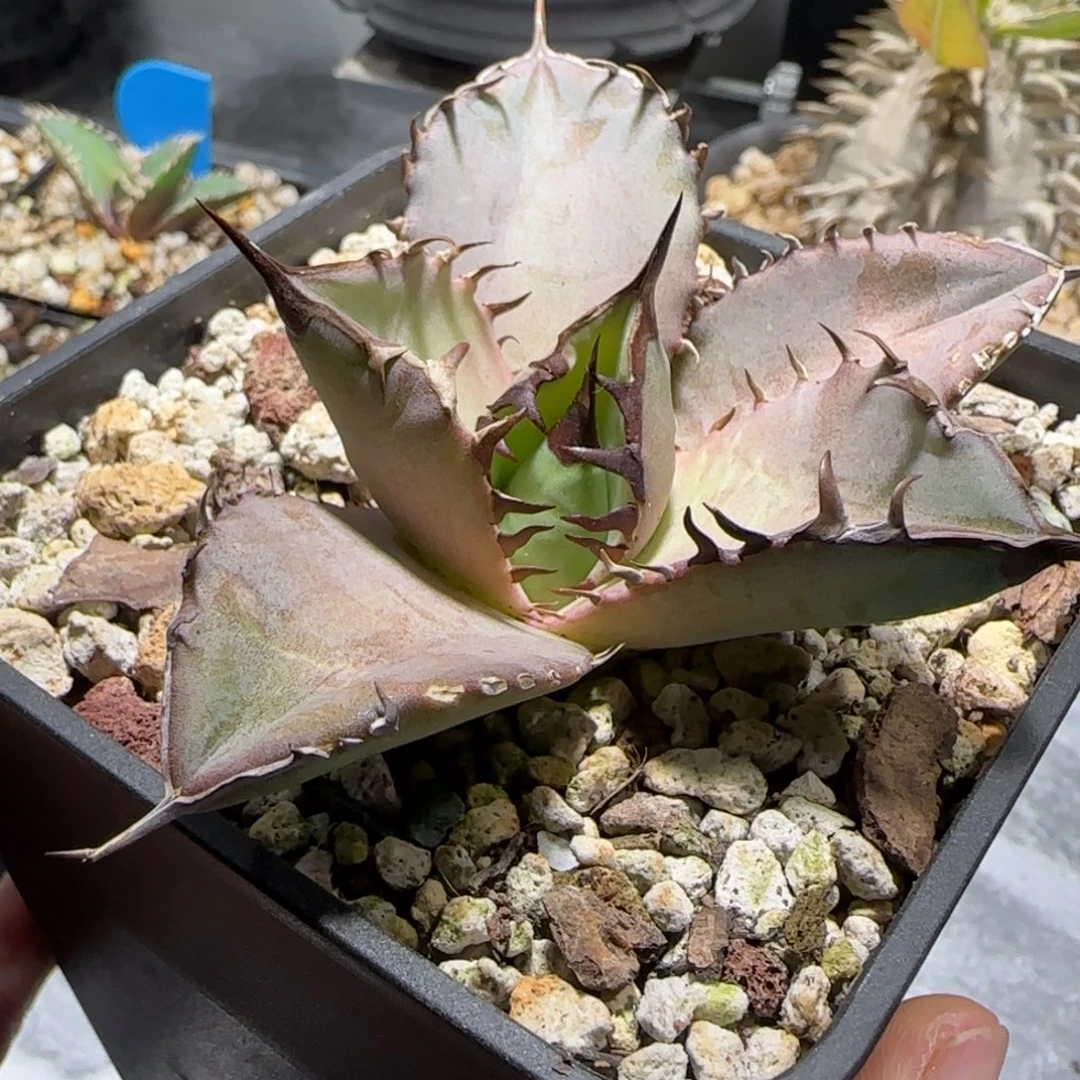 实生仁王冠龙舌兰8