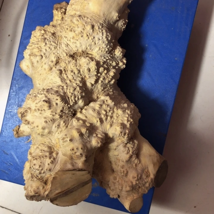 大***力木木料努力努力努力