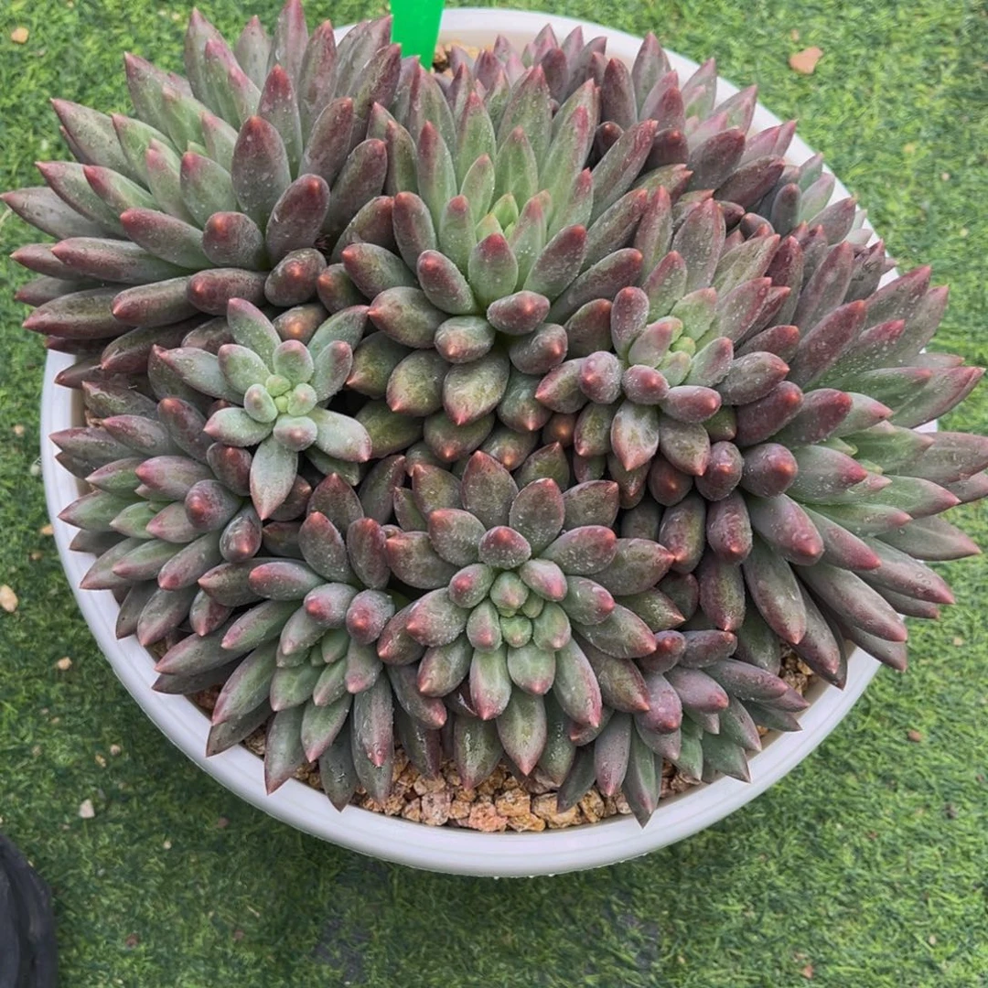 多肉植物一物一拍