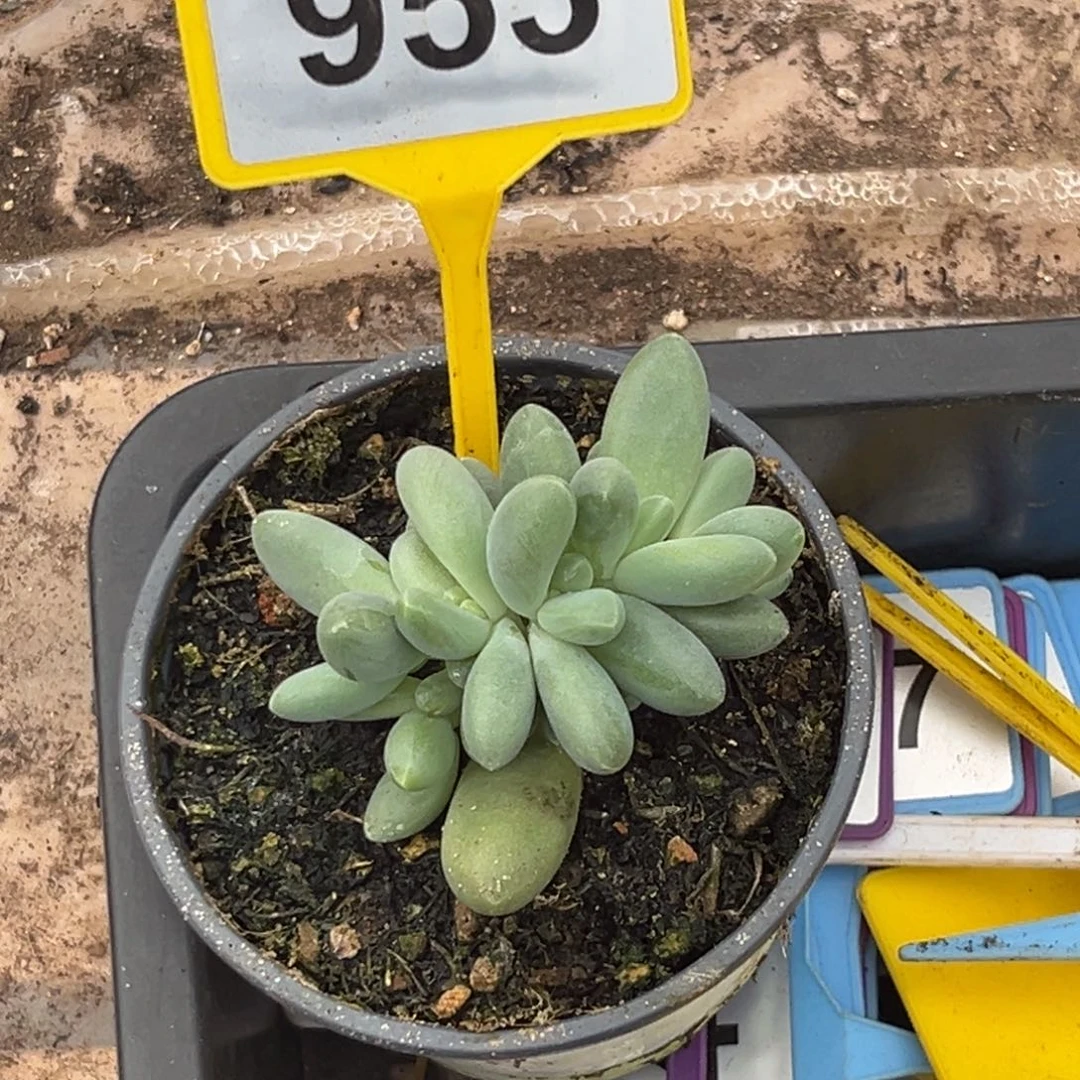 多肉植物欧若拉群953