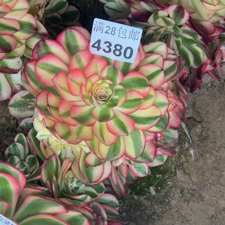 平*福4380南倾城多肉植物