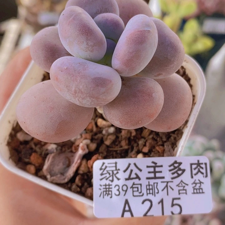 橙雪球5cm215多肉植物