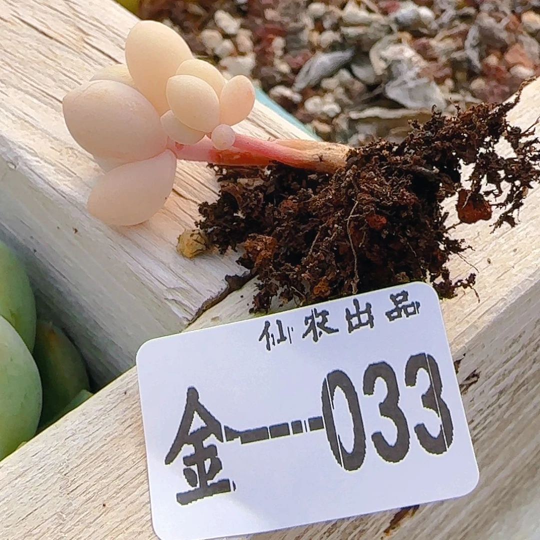 C*奶，033，仙农出品