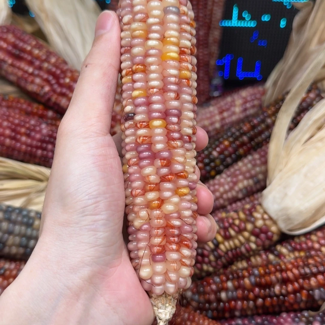 柏香籽/百香籽吊坠丽*?