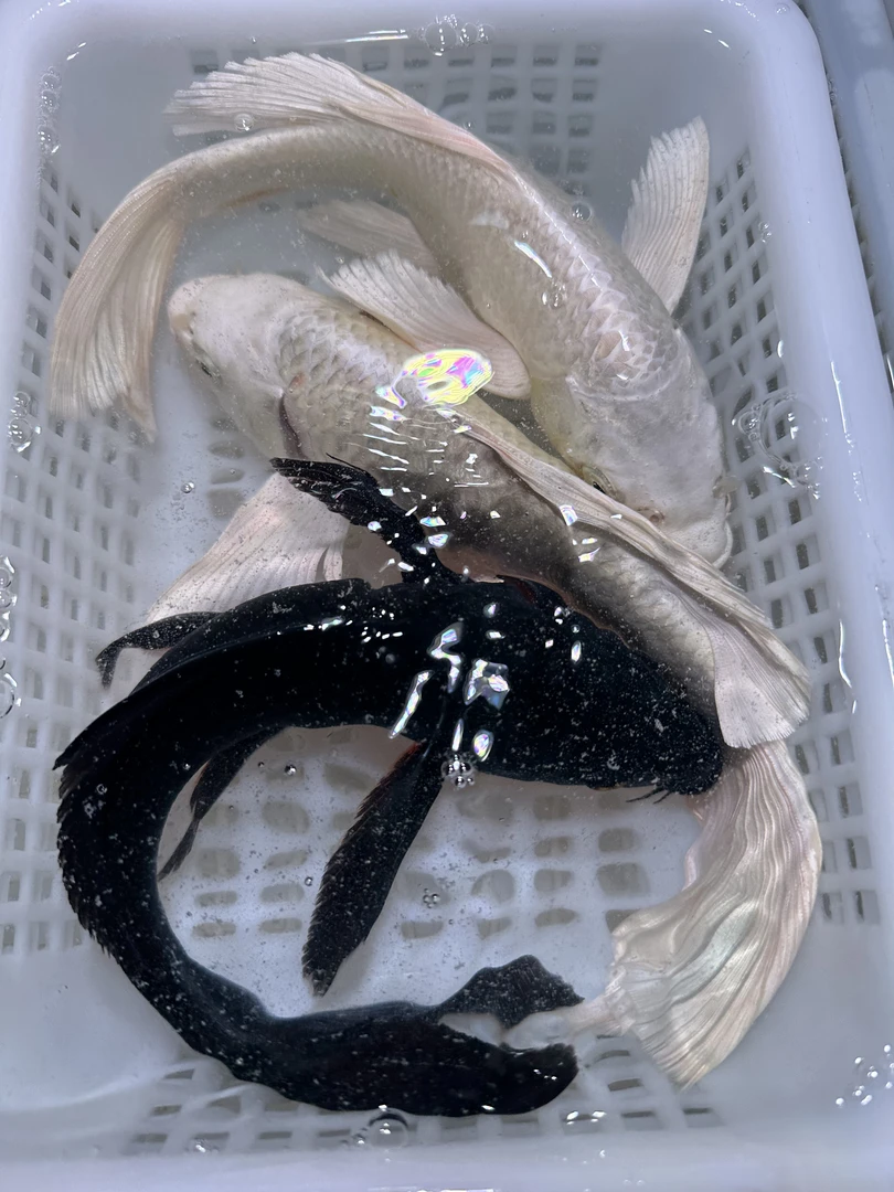 【三条装】台湾白蝴蝶红肚皮铁包金锦鲤观赏鱼冷水鱼淡水鱼活体包邮